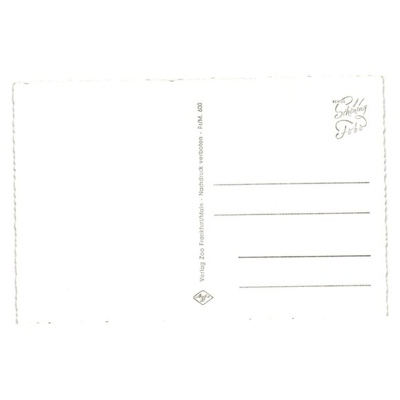 Greetings Frankfurt Zoo Postcard Hippo Chimpanzee Bear Rhinoceros Tiger Camel - Picture 2 of 2